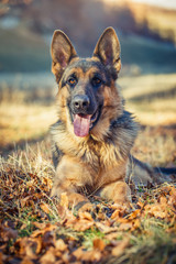 German shepherd dog lying on leaves in autumn