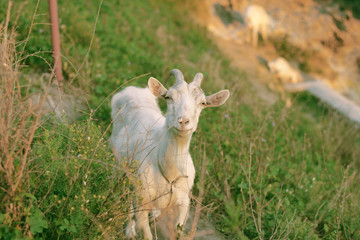 Obraz premium goat standing on a hill