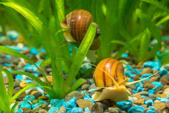 Two big snails in the aquarium Ampularia