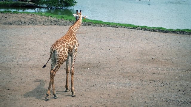 Giraffe Cleans Herself And Walks In Safari Park