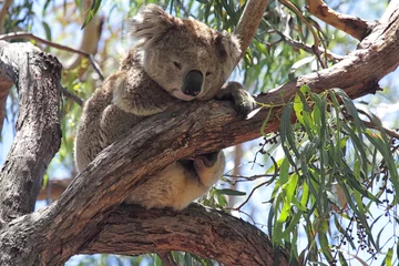 Glasschilderij Koala Koala (Phascolarctos cinereus)