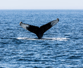 Fototapeta premium Tail of Whale, Cape Cod