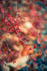 multicolor fall season floral background