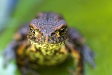 Baby frog on a green leaf