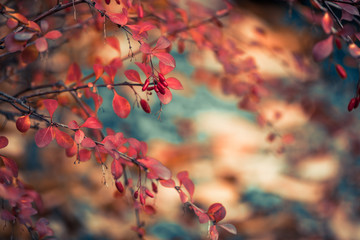 colorful fall season bush