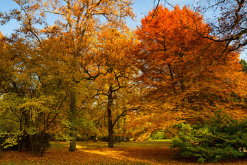 Naklejka premium Park Bad Homburg im Herbst