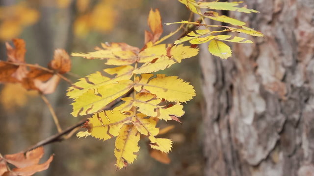twig with yellow leaves swaying in the autumn wind