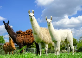Foto op Plexiglas Drie lama& 39 s met jonge dieren in een weiland © Countrypixel