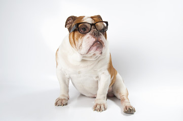 English Bulldog wearing glasses for vision..