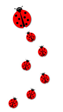 Many Ladybugs