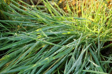 Naklejka na ściany i meble dew drop in autumn morning