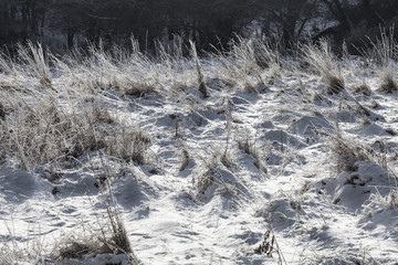 Frozen grass