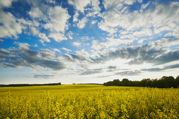 Pole rzepaku © barytek