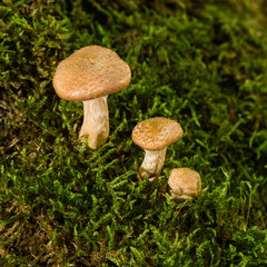 groß, größer, am größten,