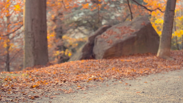 Running at park with autumn colours