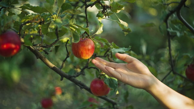 Woman Picking Apples
