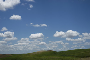 Hermoso campo de cultivos de color verde