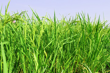 Green rice fields