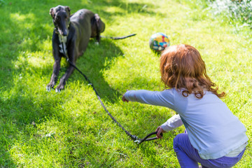 Female child with long red hair playing with black greyhound. Down! Dog training by young girl outside in summer garden, perfect for family or animal pet blog - 95764929