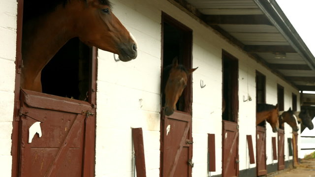 Horses in stable in the countryside