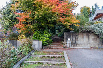 Trees And Steps 3