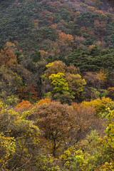 Obraz premium trees in autumn colours in Mudeungsan National Park