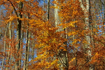 Fototapeta premium Bäume mit Herbstlaub