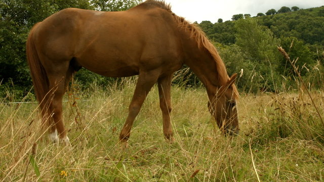 Horse eating grass in field