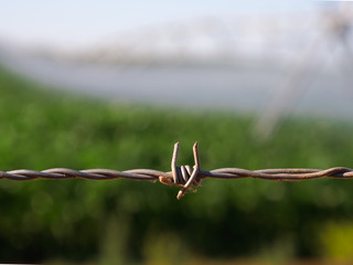 Close up of barbed wire.