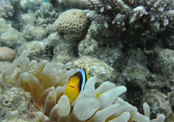 Fototapeta na wymiar Who am I ? The clownfish - Who always want to be in the middle of the viewfinder :)