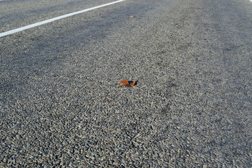 Yellow leaf on asphalt