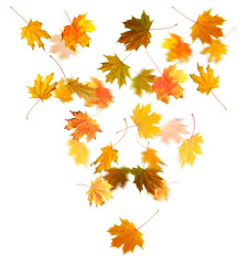 Autumn maple leaves falling down, isolated on white