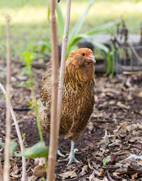 Shy Hen Outside