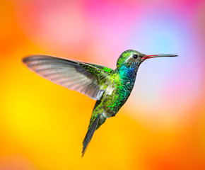 Broad billed Hummingbird. Hummingbird art and crafts. This is a new line of shots using a...