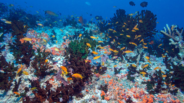 Fototapeta School of Fishes near Coral Reef, Maldives