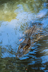 Alligator 