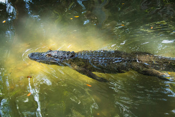 Alligator Swimming in the Light