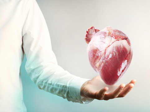 Medical concept. Female doctor with real heart in hands.