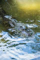 Alligator is Restless in Water
