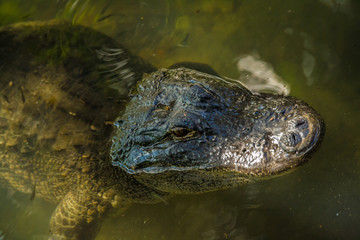 Alligator Checking You Out! (Close Up Head)