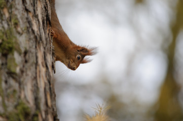 Cute red squirrel climbing down the tree trunk in autumn forest