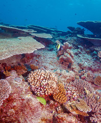 Fototapeta na wymiar Moorish Idol (Zanclus cornutus) near Coral Reef