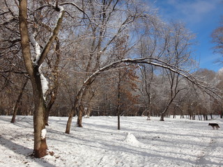 Парк в зимний солнечный день