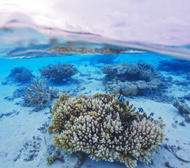 Semi Underwater Scene of Island and Reef