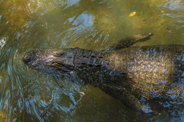 Alligator Swimming From Above