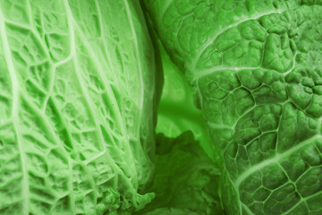 Fototapeta premium Leaf of savoy cabbage background, macro