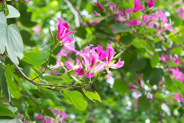 Purple Bauhinia flower