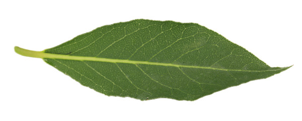 Fototapeta premium Fresh bay leaf, isolated on white