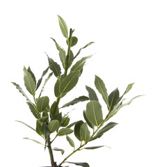 Fresh twig with bay leaves, isolated on white