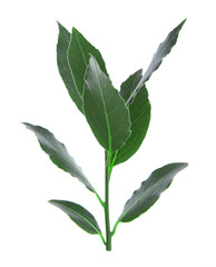 Fresh twig with bay leaves, isolated on white